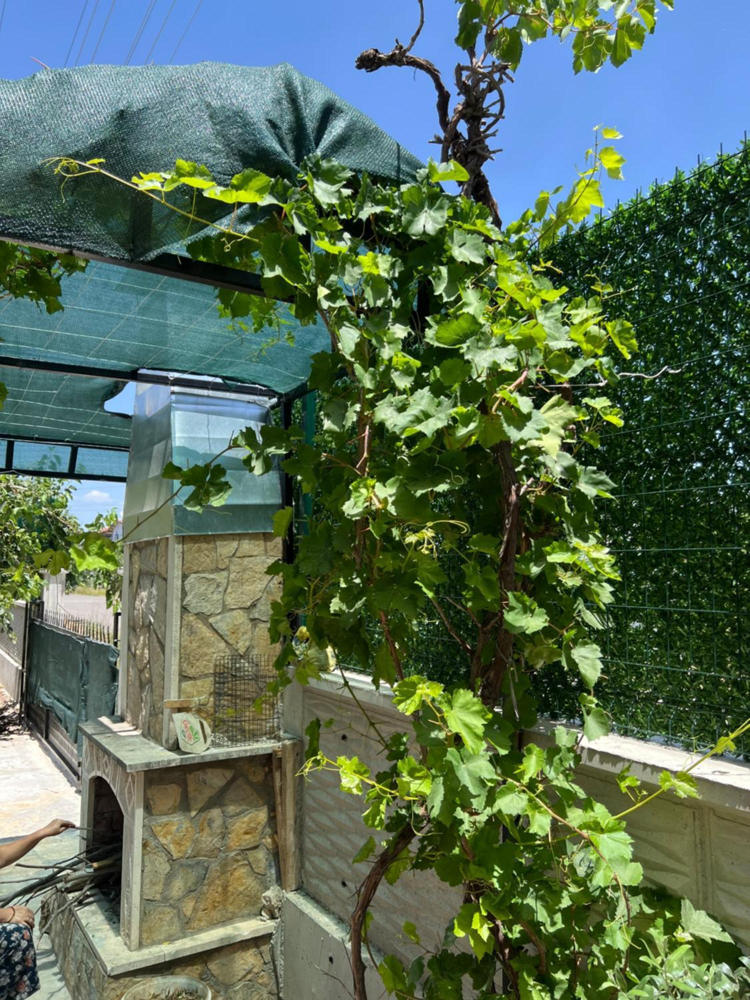 Olive Private Pool Villa *